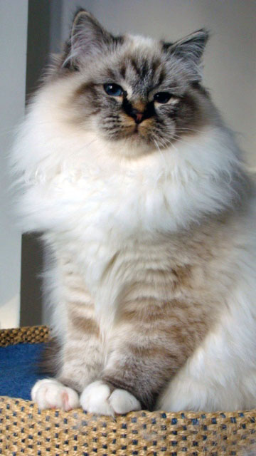Les sacr?s de Birmanie de la chatterie dAvillon