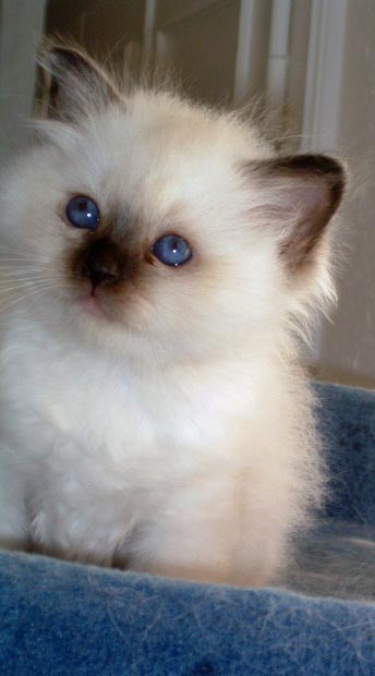 Chaton Birman Chaton Birman